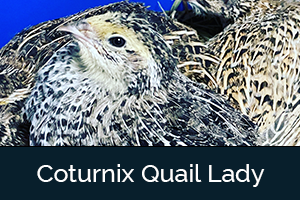 Coturnix Quail Lady